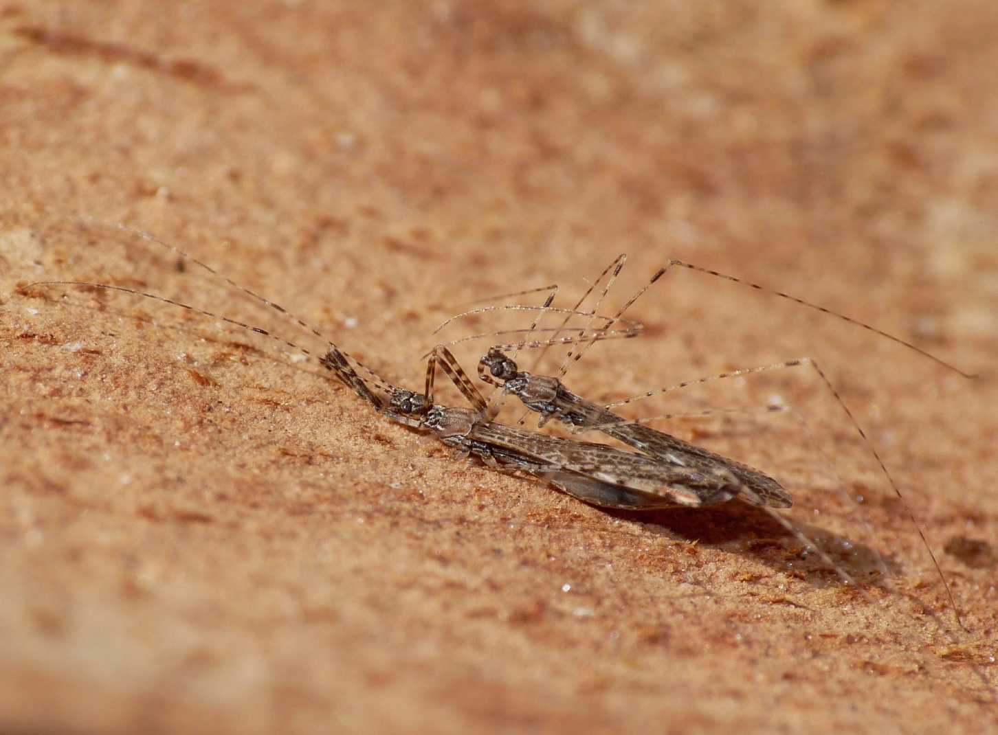 Reduviidae: Empicoris mediterraneus (cf) di Ostia (RM)